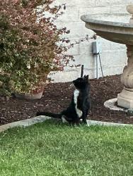 Found/Stray Female Cat last seen Forester and Peppermill, Huntington Beach, CA 92648