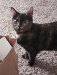 Lost Female Cat last seen Palmer Ave, approximately 2 blocks from 107th, Kansas City, MO 64134