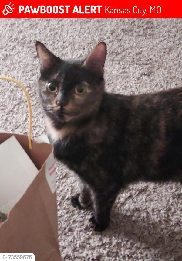 Lost Female Cat last seen Palmer Ave, approximately 2 blocks from 107th, Kansas City, MO 64134