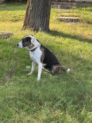 Shelter Stray Female Dog last seen CLASSEN @ BRITTON RD, 2811 SE 29th St, Oklahoma City, OK 73129, USA