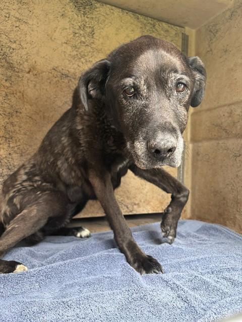 Shelter Stray Female Dog last seen NW 17TH ST/N GATEWOOD AVE, 2811 SE 29th St, Oklahoma City, OK 73129, USA