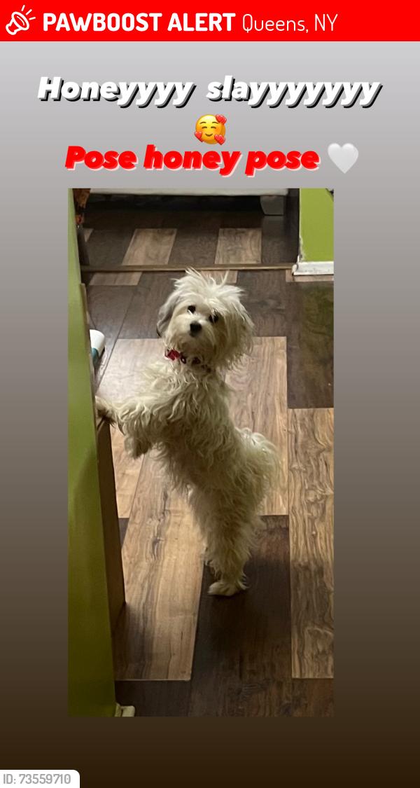 Lost Female Dog last seen 118-46 220th Cambria heights, Queens, NY 11411