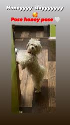 Lost Female Dog last seen 118-46 220th Cambria heights, Queens, NY 11411