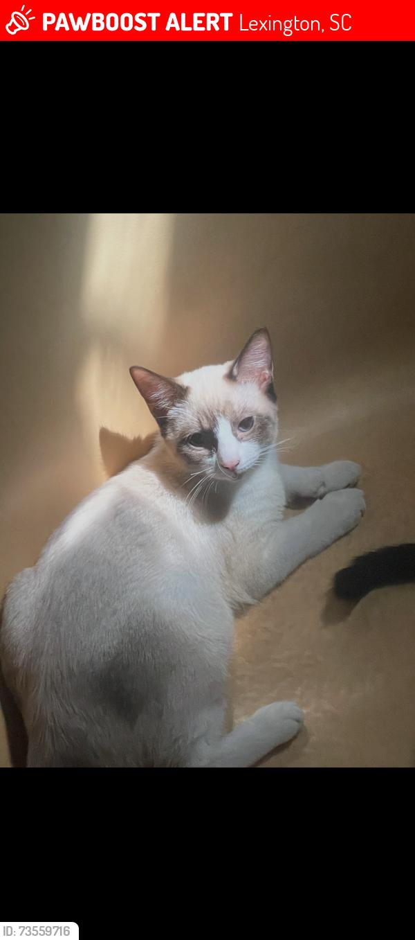 Lost Female Cat last seen Oak Drive, Lexington, SC 29073