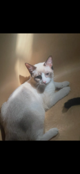 Lost Female Cat last seen Oak Drive, Lexington, SC 29073