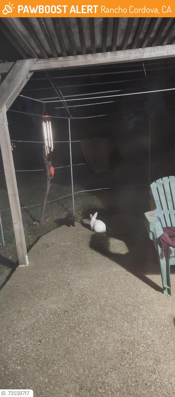 Found/Stray Unknown Rabbit last seen Mills Park, Rancho Cordova, CA 95670