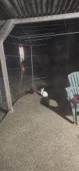 Found/Stray Unknown Rabbit last seen Mills Park, Rancho Cordova, CA 95670