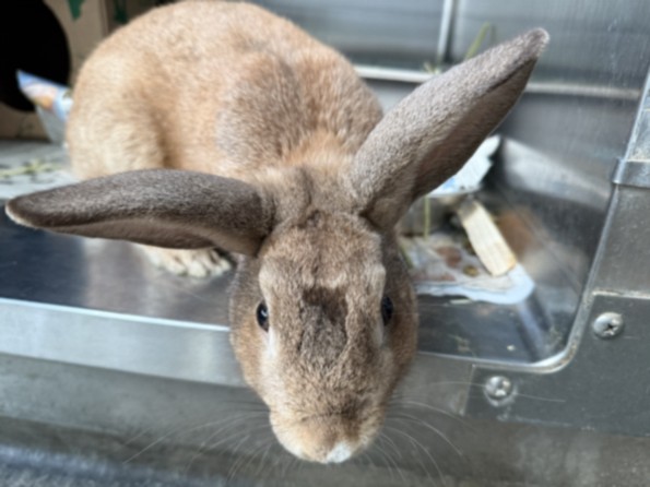 Shelter Stray Male Other last seen , 14409 Vanowen St, Van Nuys, CA 91405, USA