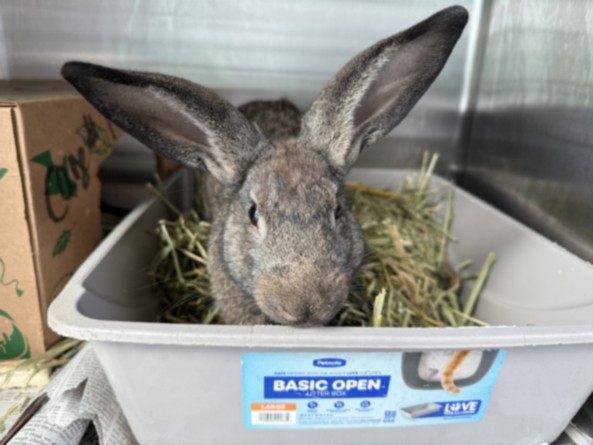 Shelter Stray Female Other last seen , 14409 Vanowen St, Van Nuys, CA 91405, USA