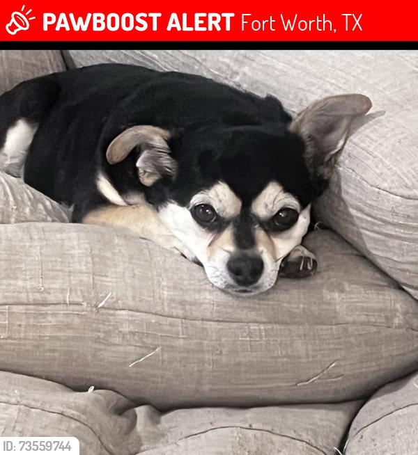 Lost Male Dog last seen Carey St, Fort Worth, Tx, Usa, Fort Worth, TX 76119