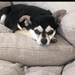 Lost Male Dog last seen Carey St, Fort Worth, Tx, Usa, Fort Worth, TX 76119