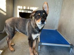 Shelter Stray Male Dog last seen BLACKSTONE, 333 Chandler Pl, San Bernardino, CA 92408, USA