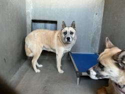 Shelter Stray Female Dog last seen , 333 Chandler Pl, San Bernardino, CA 92408, USA