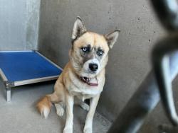 Shelter Stray Female Dog last seen , 333 Chandler Pl, San Bernardino, CA 92408, USA