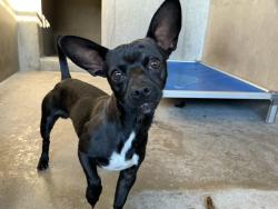 Shelter Stray Male Dog last seen ARDEN AND PACIFIC, 333 Chandler Pl, San Bernardino, CA 92408, USA