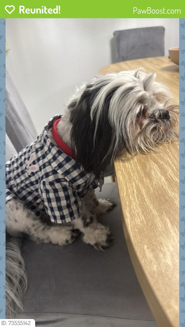 Reunited Male Dog last seen Near Batelli Ct, Las Vegas, NV 89121, USA, Las Vegas, NV 89121