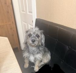 Lost Female Dog last seen Deacon street, Frisco, TX 75036