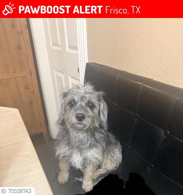 Lost Female Dog last seen Deacon street, Frisco, TX 75036