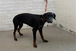 Shelter Stray Female Dog last seen Near BLOCK N ARROWHEAD AVE, 333 Chandler Pl, San Bernardino, CA 92408, USA