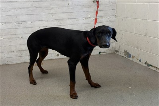 Shelter Stray Female Dog last seen Near BLOCK N ARROWHEAD AVE, 333 Chandler Pl, San Bernardino, CA 92408, USA