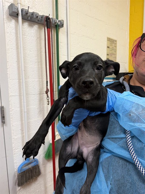 Shelter Stray Female Dog last seen COLONIA DEL SOL, 1150 11 Mile Corner, Casa Grande, AZ 85194, USA