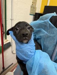 Shelter Stray Male Dog last seen COLONIA DEL SOL, 1150 11 Mile Corner, Casa Grande, AZ 85194, USA