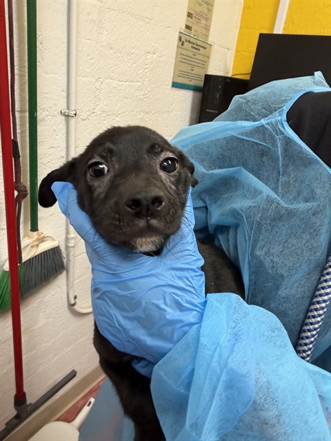 Shelter Stray Male Dog last seen COLONIA DEL SOL, 1150 11 Mile Corner, Casa Grande, AZ 85194, USA