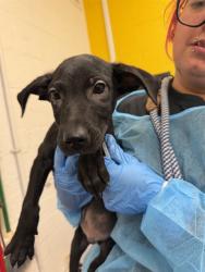 Shelter Stray Male Dog last seen COLONIA DEL SOL, 1150 11 Mile Corner, Casa Grande, AZ 85194, USA