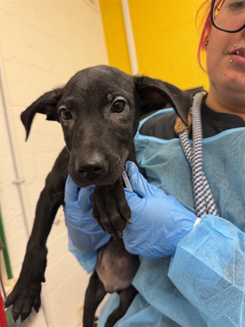 Shelter Stray Male Dog last seen COLONIA DEL SOL, 1150 11 Mile Corner, Casa Grande, AZ 85194, USA
