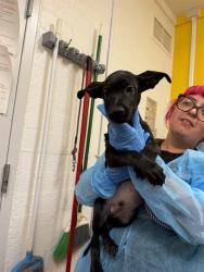 Shelter Stray Male Dog last seen COLONIA DEL SOL, 1150 11 Mile Corner, Casa Grande, AZ 85194, USA