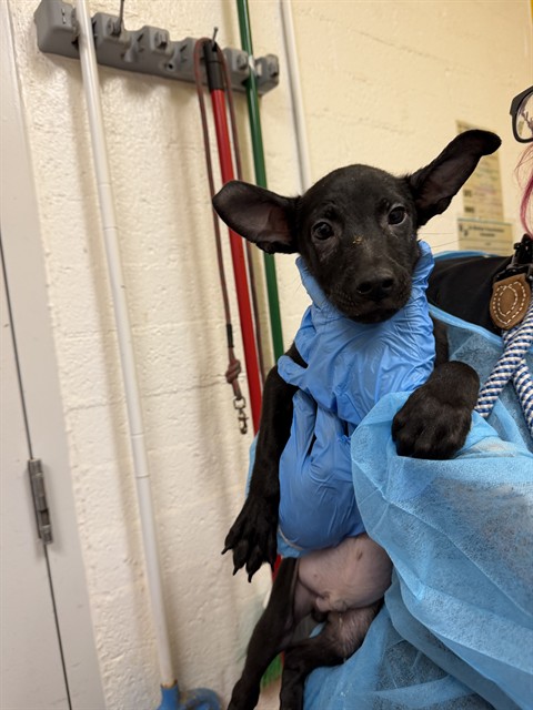 Shelter Stray Male Dog last seen COLONIA DEL SOL, 1150 11 Mile Corner, Casa Grande, AZ 85194, USA