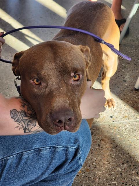 Shelter Stray Male Dog last seen BY TORTILLA MOUNTAIN - ABOUT 25 MILES FROM FLORENCE, 1150 11 Mile Corner, Casa Grande, AZ 85194, USA