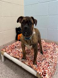 Shelter Stray Female Dog last seen BRIHGTON RD N 136TH, 12155 Park Blvd, Brighton, CO 80601, USA