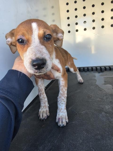 Shelter Stray Female Dog last seen Near BLOCK VAN BUREN BL, JURUPA VALLEY, CA, 6851 Van Buren Boulevard, Jurupa Valley, CA 92509, USA