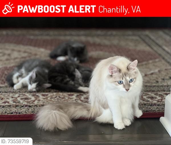 Lost Female Cat last seen Pohanka used cars, ox hill church, the fields., Chantilly, VA 20151
