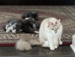 Lost Female Cat last seen Pohanka used cars, ox hill church, the fields., Chantilly, VA 20151