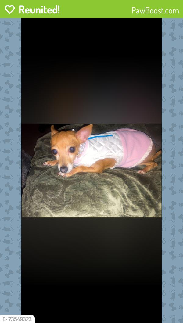 Reunited Female Dog last seen Lake mean Hollywood, Las Vegas, NV 89156