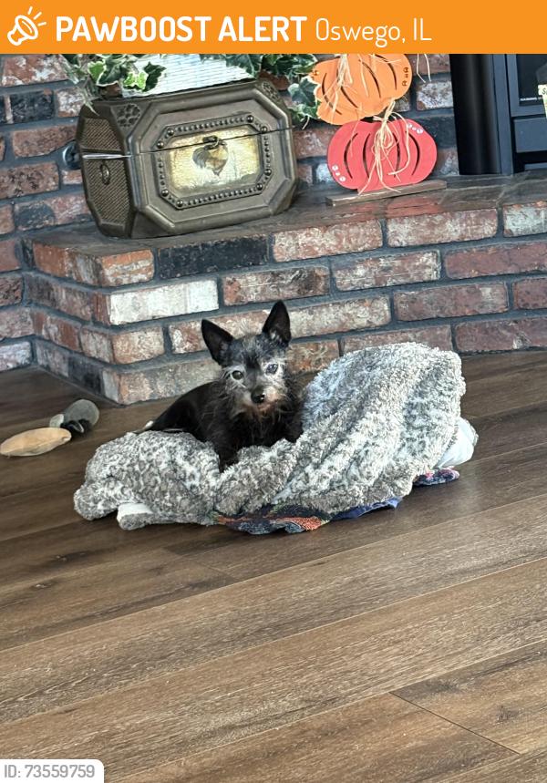Found/Stray Female Dog last seen New Stine & Planz 93309 area, Oswego, IL 60543