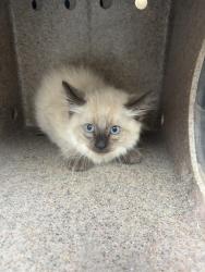 Shelter Stray Male Cat last seen Near BLOCK W PORTSIDE WAY, TAYLORSVILLE UT 84123, 4522 W 3500 S, West Valley City, UT 84120, USA