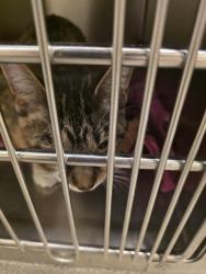 Shelter Stray Female Cat last seen Near BLOCK W BROOKWAY DR, 4522 W 3500 S, West Valley City, UT 84120, USA