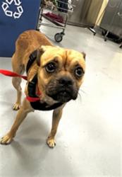 Shelter Stray Male Dog last seen Near BLOCK W 7TH ST, SAN JACINTO CA 92582, 581 S Grand Ave, San Jacinto, CA 92582, USA