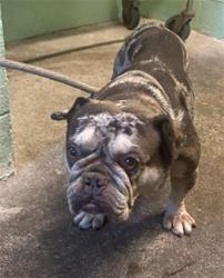 Shelter Stray Female Dog last seen PRINCETON ST & GLENROSE AVE, 2127 Front St, Sacramento, CA 95818, USA