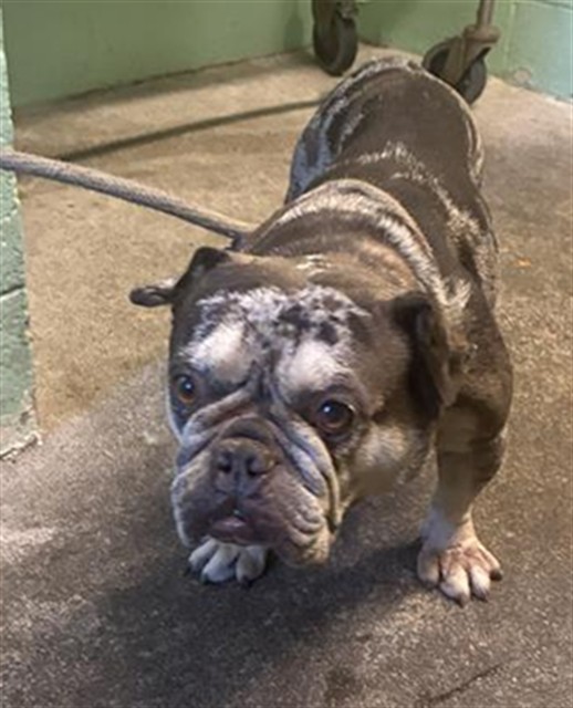 Shelter Stray Female Dog last seen PRINCETON ST & GLENROSE AVE, 2127 Front St, Sacramento, CA 95818, USA