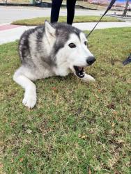 Reunited Male Dog last seen Alma and Stacy road, McKinney, TX 75070