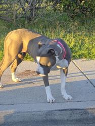 Found/Stray Female Dog last seen Lincoln and walker, Cypress, CA 90630