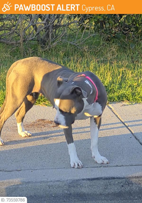 Found/Stray Female Dog last seen Lincoln and walker, Cypress, CA 90630