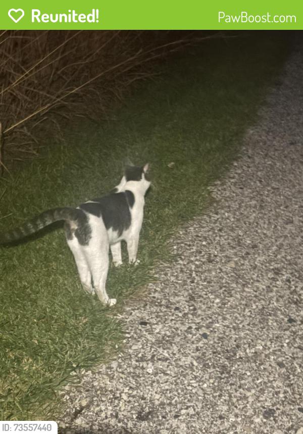Reunited Female Cat last seen Orchard Hills Trail by the Gazebo in Wauconda, Wauconda, IL 60084