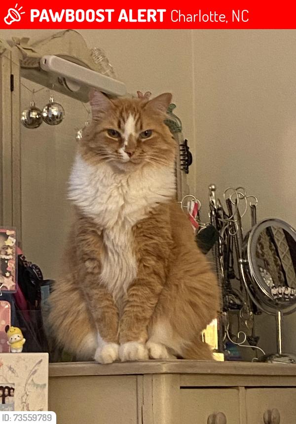 Lost Male Cat last seen Melody Lane,Plott Road, Robinson Church Road, Charlotte, NC 28215