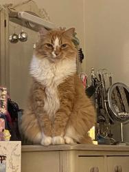Lost Male Cat last seen Melody Lane,Plott Road, Robinson Church Road, Charlotte, NC 28215