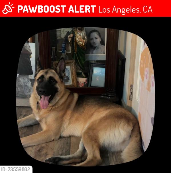Lost Female Dog last seen Kyle st and helendale Av, Los Angeles, CA 91042